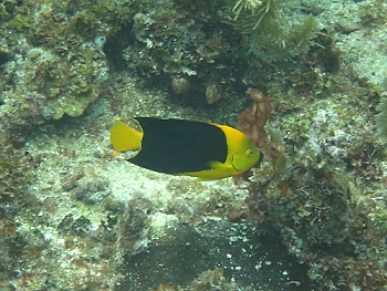 Rock Beauty Angelfish<br>September 28, 2015